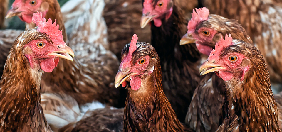 Infomrationen zur Newcastle Disease